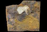 Fossil Ginkgo Leaf From North Dakota - Paleocene #162450-1